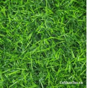 Tại sao bạn nên chọn đơn vị conhantao.vn?