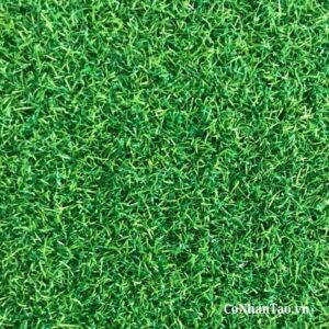 Mật độ sợi Cỏ Golf V2