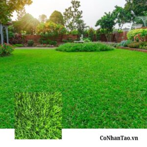 Thông số kỹ thuật chi tiết của Cỏ nhân tạo HNC 28