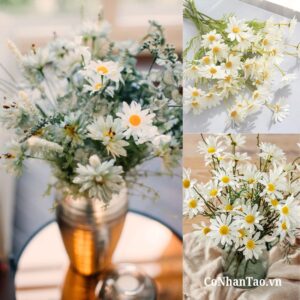 Cúc họa mi, loài hoa biểu tượng của sự tinh khôi