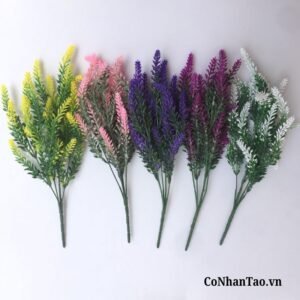 Hoa oải hương giả đa dạng màu sắc