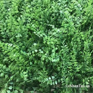 Sự khác biệt khi mua cỏ dương xỉ tại CoNhanTao.vn