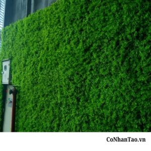 Ứng dụng thực tế của cỏ mắt trâu trong đời sống