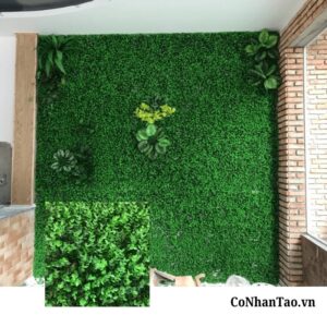 Cỏ tai chuột là gì? Đặc điểm nhận diện nổi bật