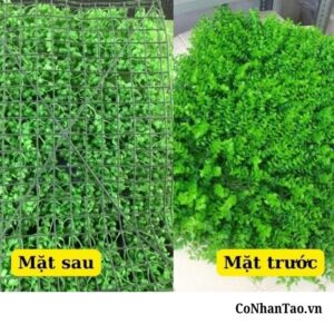 Ưu điểm vượt trội khiến cỏ tai chuột trở thành 